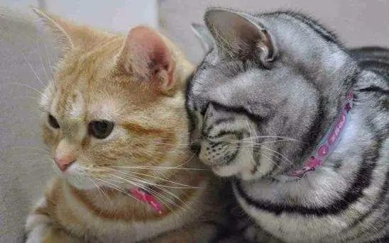 猫咪总是喵喵叫的原因和解决办法,为啥猫咪晚上总是叫