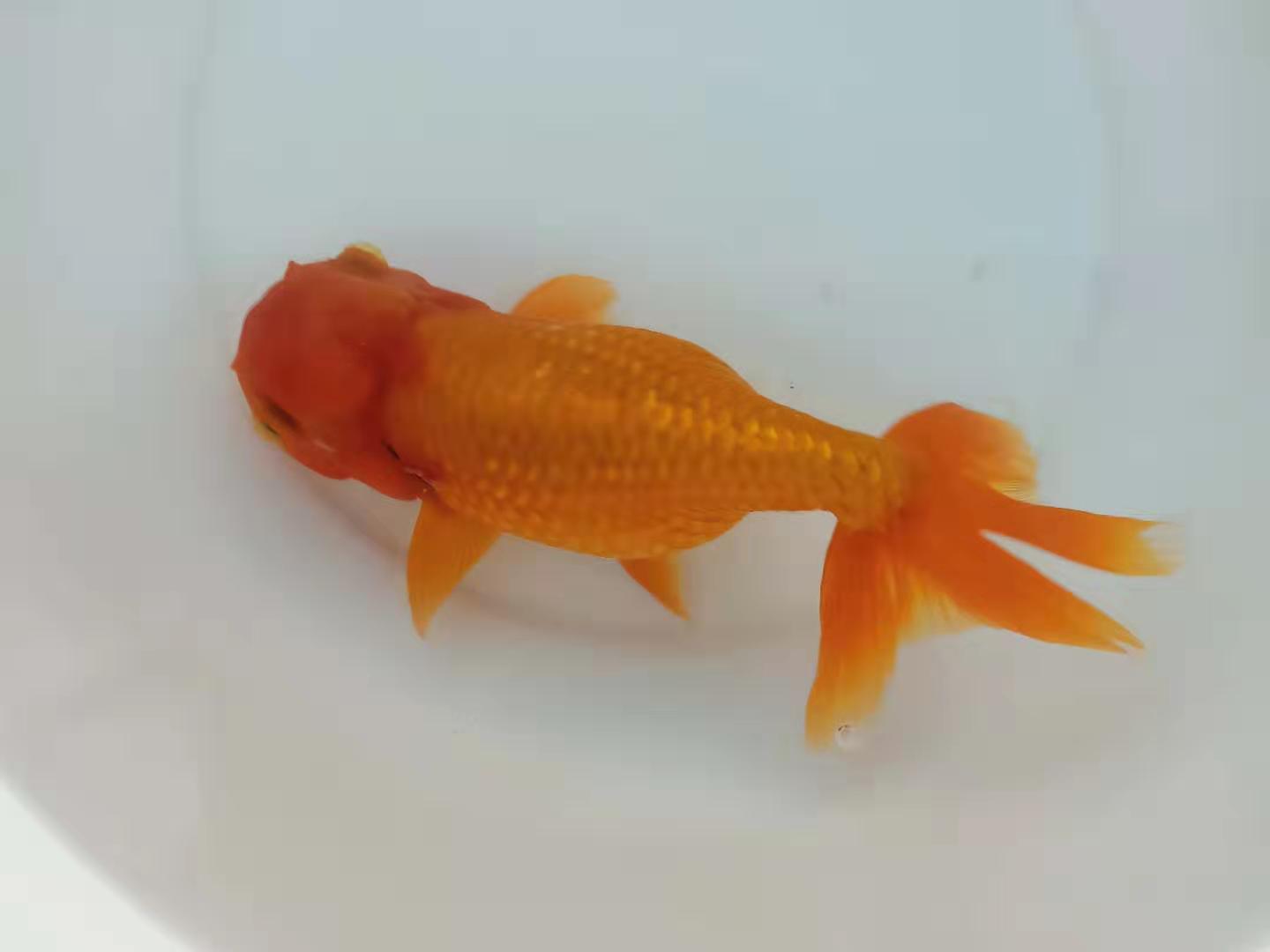 金鱼面临的危机,金鱼夏季怎样预防疾病