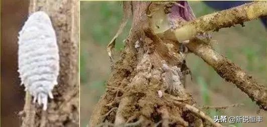 甜糯玉米各时期的病虫害,玉米苗期常见病虫害有哪些