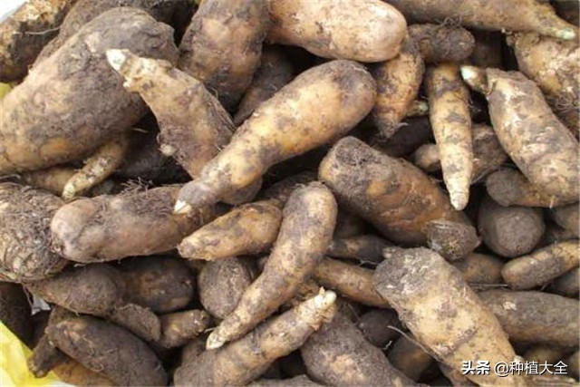 陕西天麻无土栽培种植技术,大田地膜栽培天麻技术