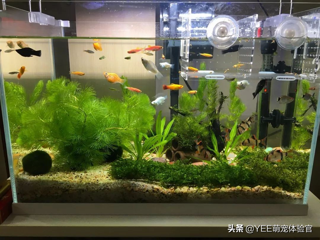 观赏鱼咬伤手是什么原因,观赏鱼咬主人怎么回事