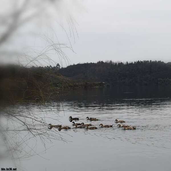 摩羊工坊测评,摩羊工坊怎么样
