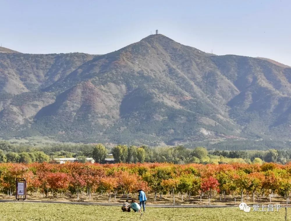 昌平区适合一日游玩踏青的地方,4月中旬昌平区最值得去的景点