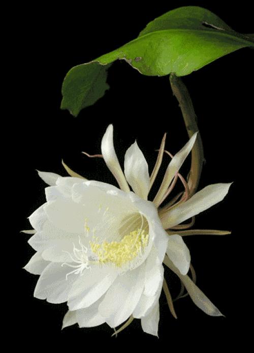 送你百花开放的瞬间动图！简直美呆了！