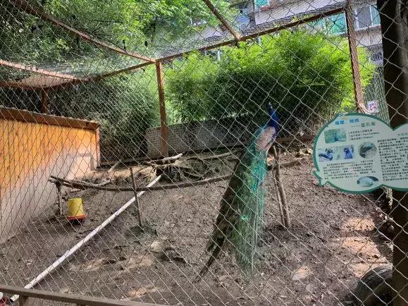 成都一般私立幼儿园一月多少钱,成都有哪些收费不高的私立幼儿园