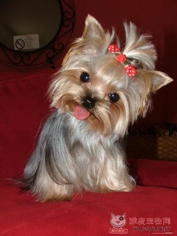 这几种高颜值狗狗你认识哪些,盘点最靠谱的狗狗看看你知道几种