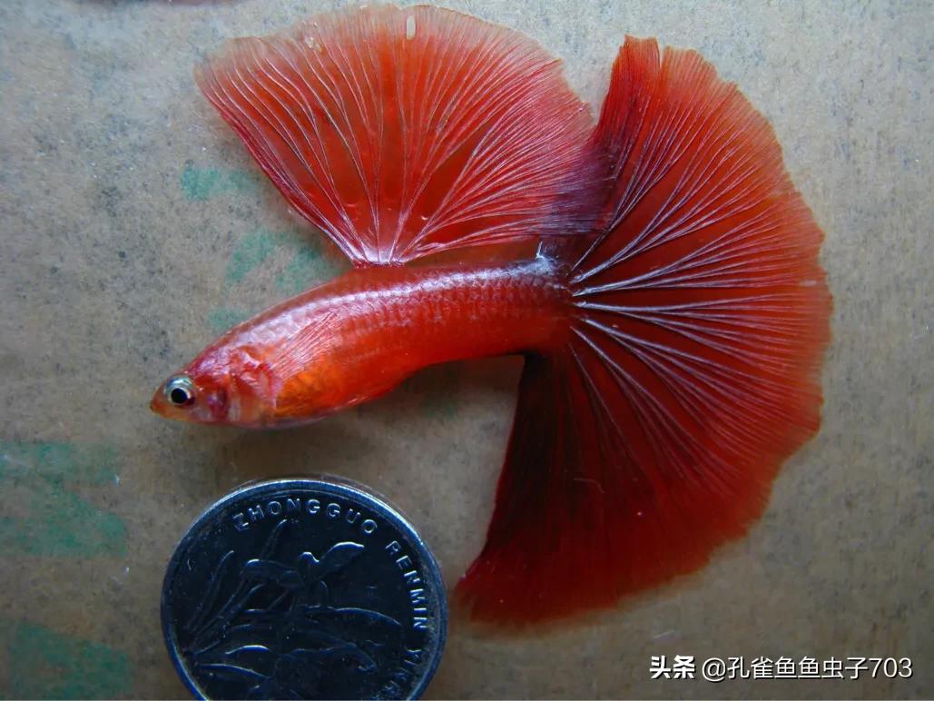 孔雀鱼为什么要剪尾,孔雀鱼烧尾后要剪尾吗