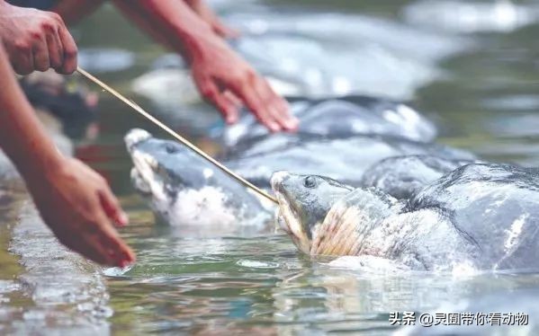 斑鳖即将灭绝人工克隆,全球仅剩3只斑鳖