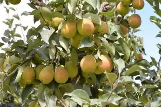 新疆库尔勒香梨怎么种植,库尔勒香梨几年丰产