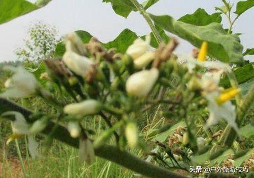 实用野外植物手册推荐,野外有毒植物盘点