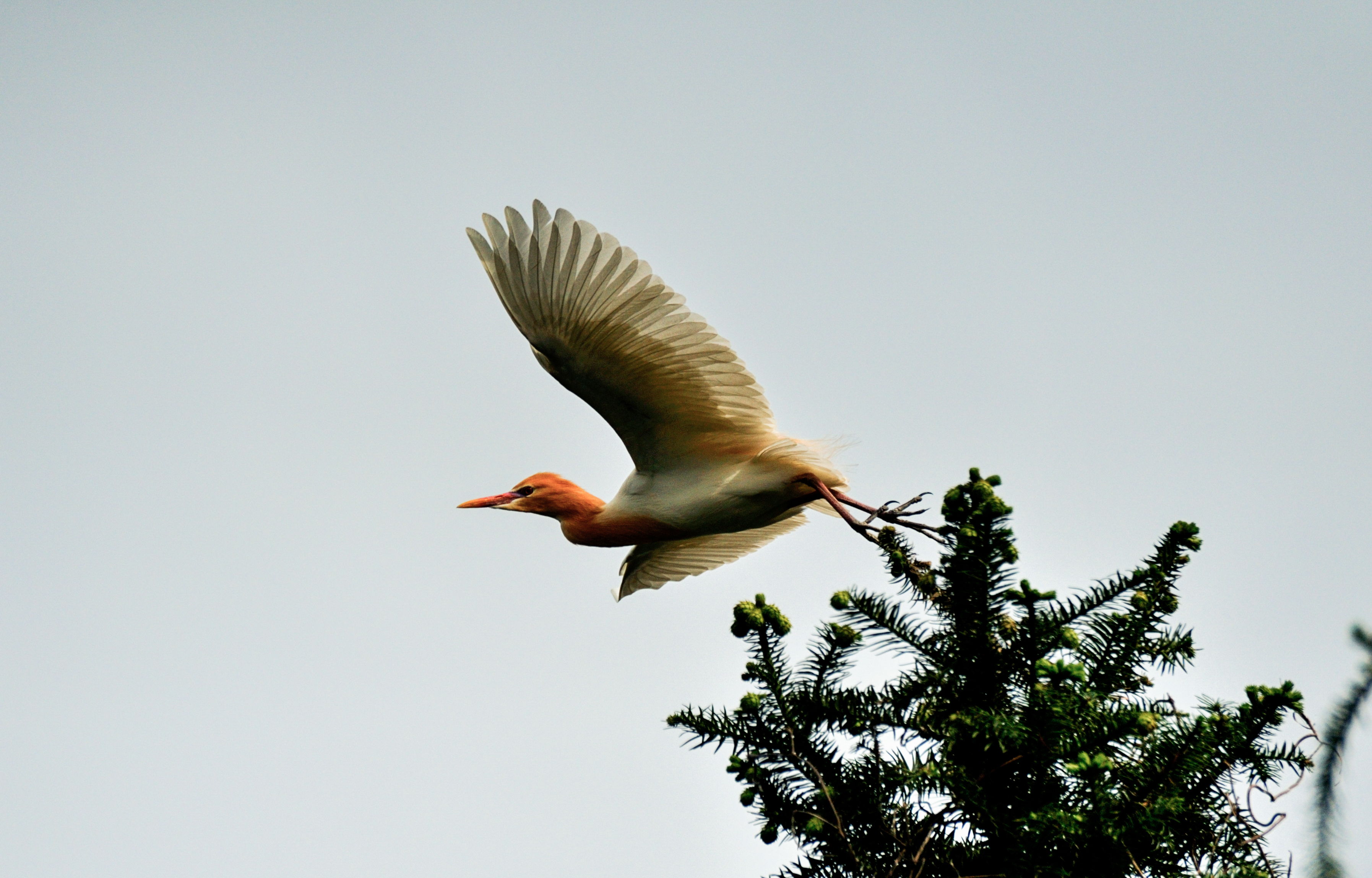 我与尼康北京行,尼康70-300mmf4.5-5.6g画质