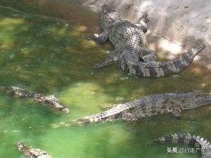 珠海长隆游乐园有哪些游乐设施,珠海有什么游乐园