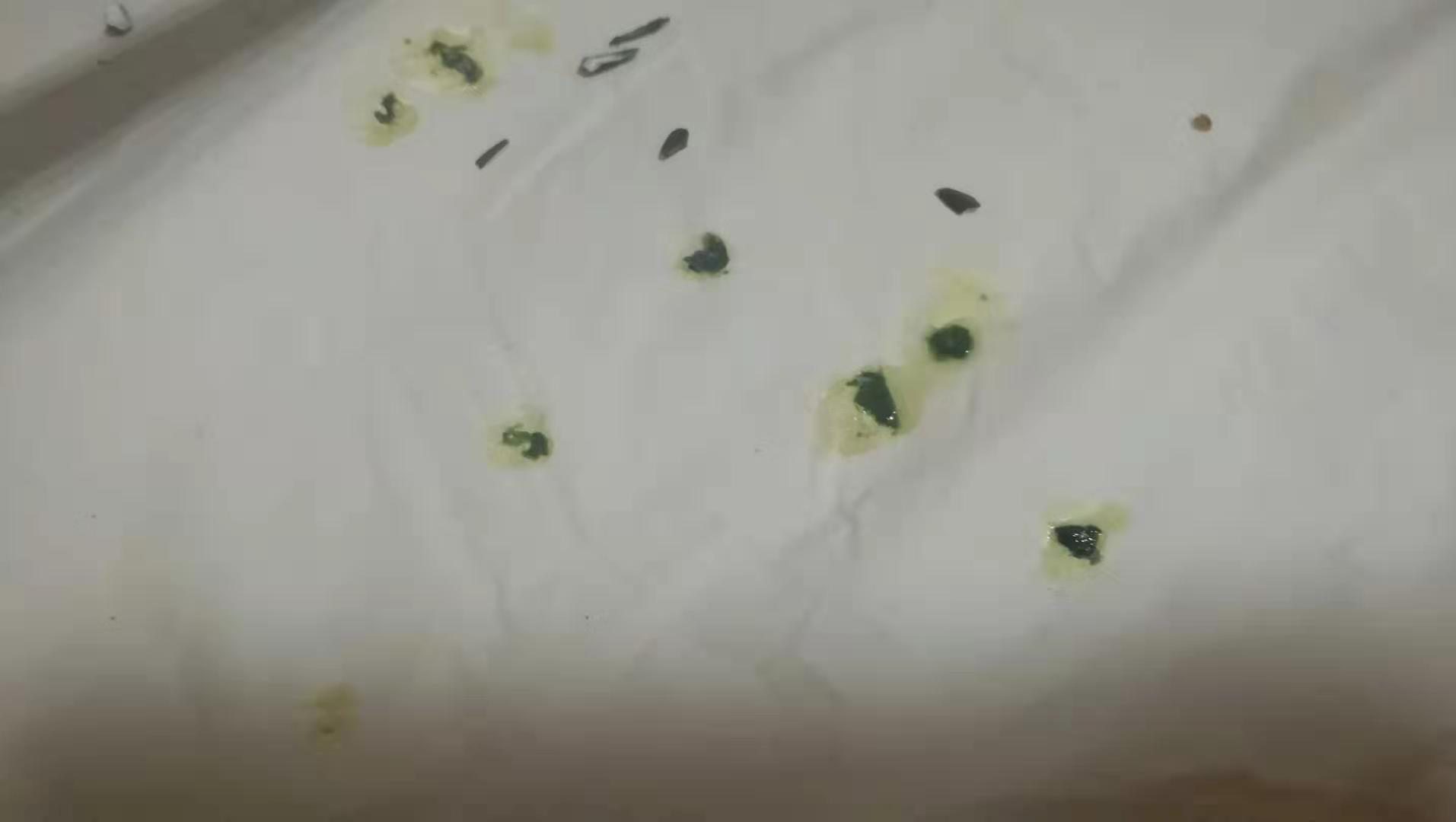 玄凤鹦鹉没力气没精神没食欲拉稀,刚断奶的鹦鹉不吃不喝能坚持几天