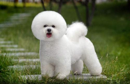 小白熊犬怎么养,比熊犬怎么养新手看这里