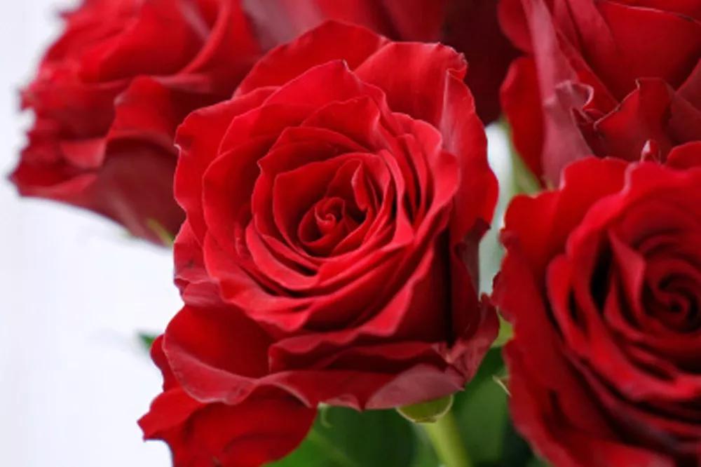 花店必备的5款玫瑰,花店最常用什么品种的玫瑰花