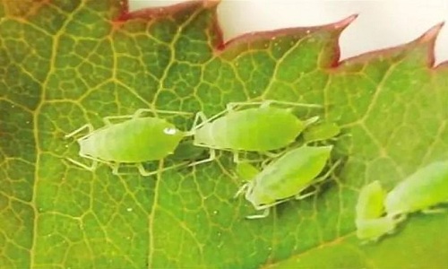 核桃树上有虫洞用什么药,核桃树上的虫子用什么药