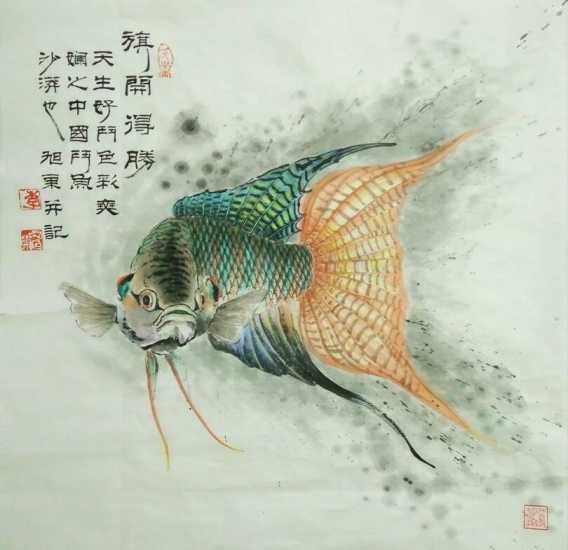 中国斗鱼有几种原生颜色,有三条黑线的泰国原生斗鱼