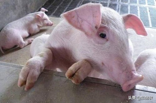 断奶仔猪眼睛红肿怎么办,断奶仔猪眼上有眼屎