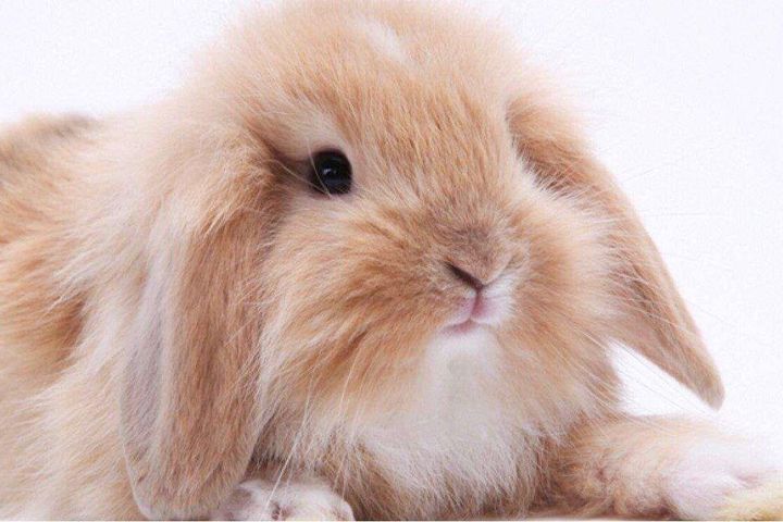 兔兔养殖基本知识,兔兔相关知识