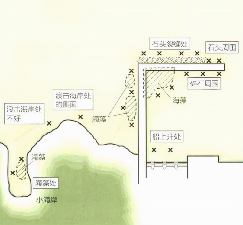 「日本专业矶钓书籍」海鲫富有营养，入门矶钓对象鱼
