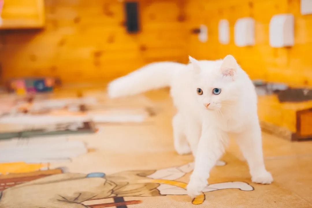 找领养新成员|你好呀，铲屎官