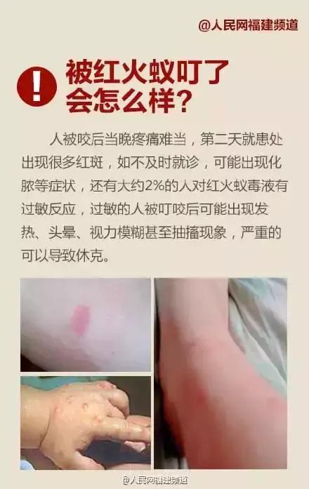 漳州人当心！这种虫子又出来惹事！有人被咬后痛苦万分，甚至昏迷