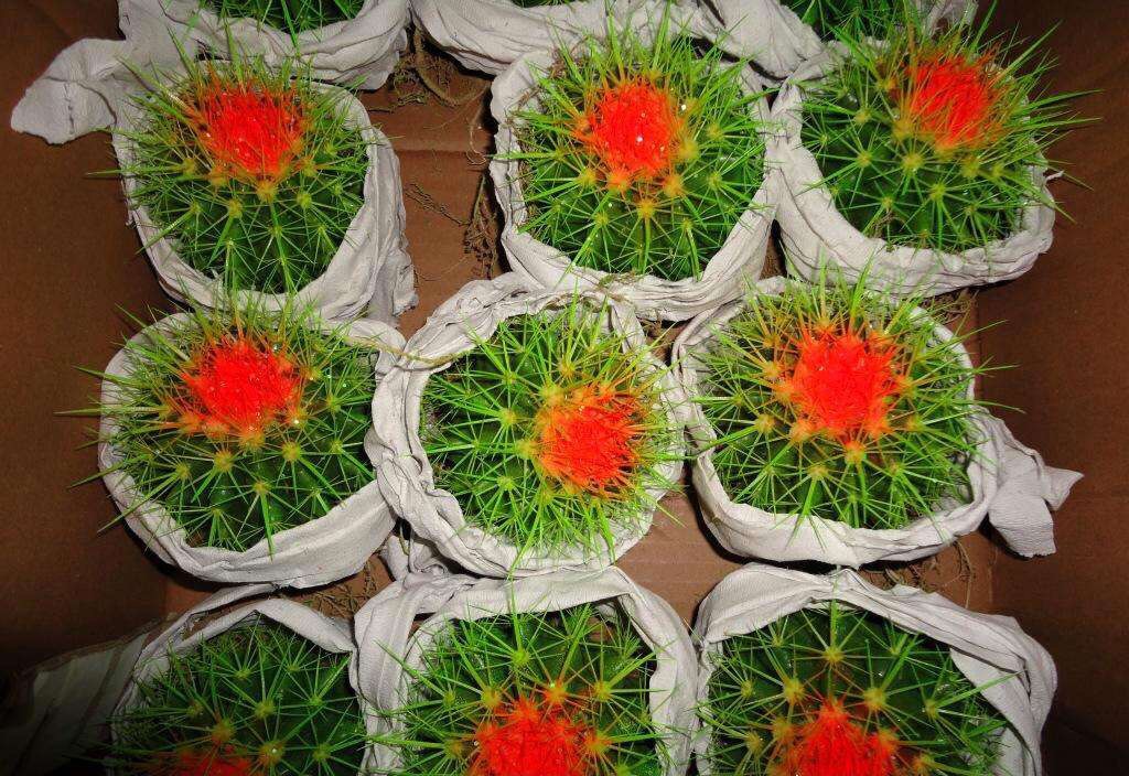 仙人球怎么养才能爆盆,仙人球怎么养护才能爆盆