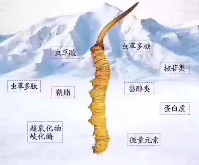 冬虫夏草的造假手段,揭秘冬虫夏草一个200多年的骗局