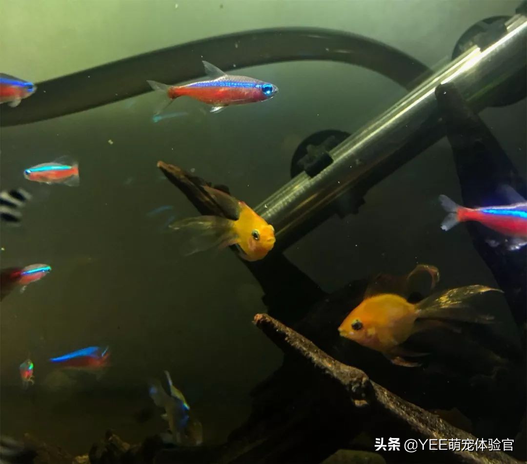 强大的硝化细菌,硝化细菌无处不在吗