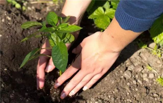 没时间、没经验的阳台种菜者，统统看过来，台长为你提供解决方案