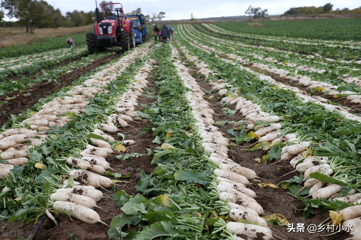 菜农种蔬菜最怕什么,蔬菜种植最怕什么