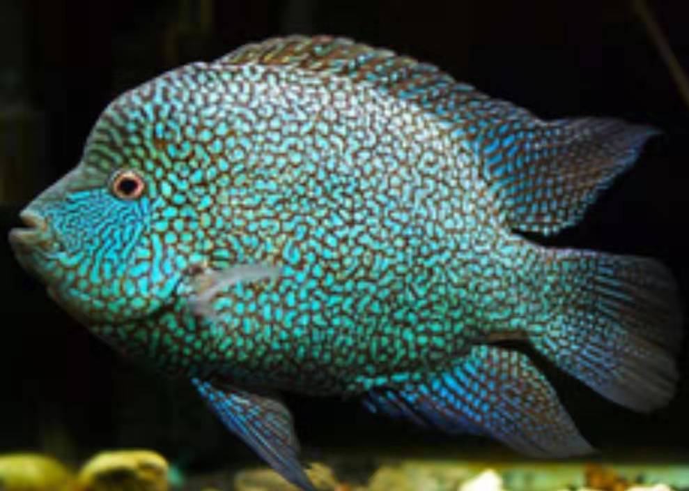 观赏鱼三湖慈鲷选择什么样的过滤,慈鲷鱼哪个品种温顺好养