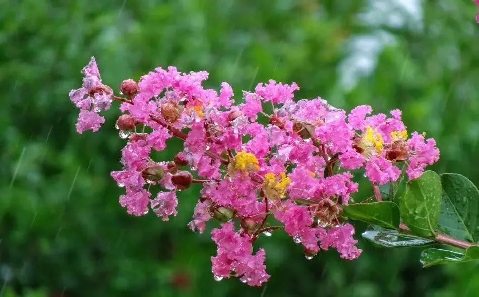 50种·蓝紫色系植物,尊享高贵典雅浪漫的视觉盛宴