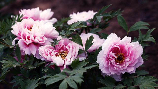 牡丹花的盆栽技术和管理,盆栽牡丹花的春季养殖方法