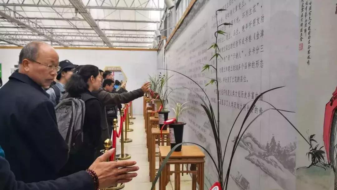 精品寒兰展,福建连城寒兰节