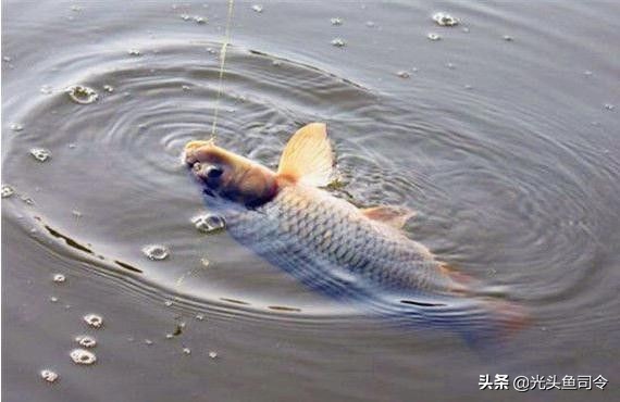 钓鱼抛竿主线容易缠线怎么办,抛竿钓大鱼线多长合适