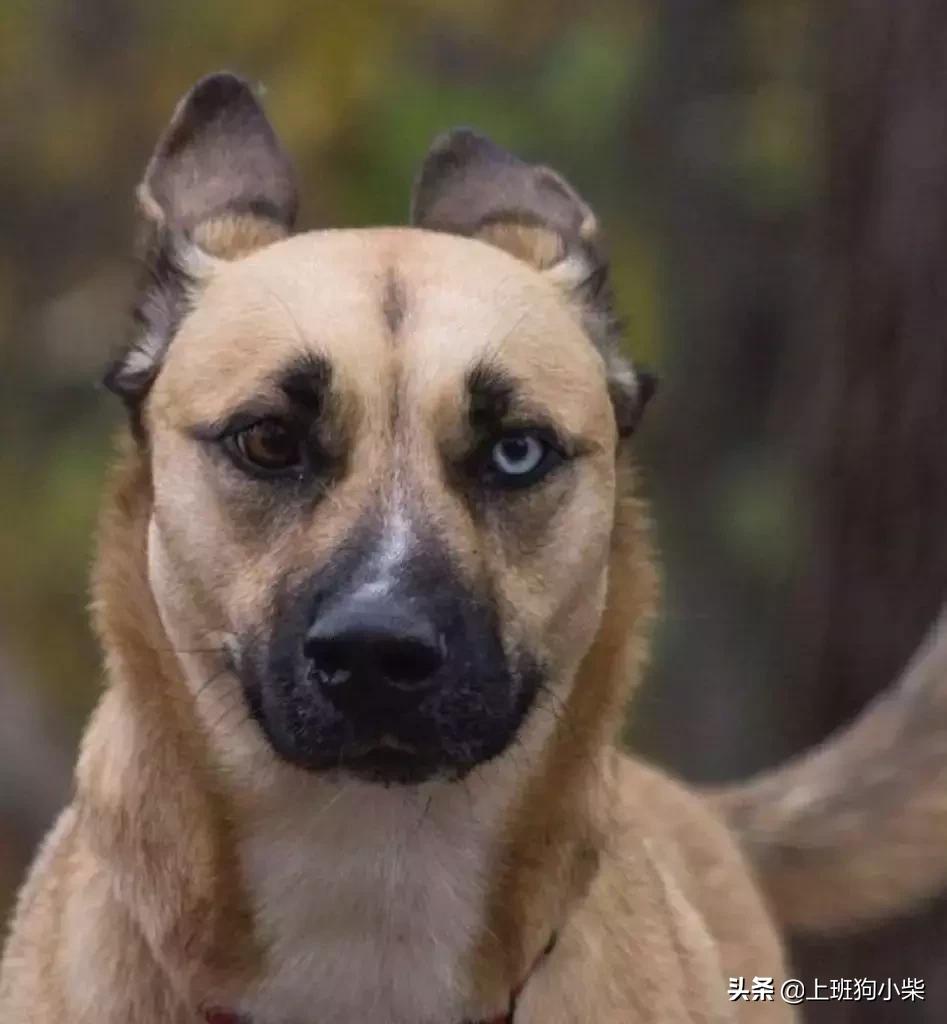 哈士奇和边牧混血像土狗,金毛哈士奇德牧混血