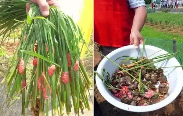 吃完田螺怎么知道感染寄生虫,田螺吃到寄生虫的可能性大吗