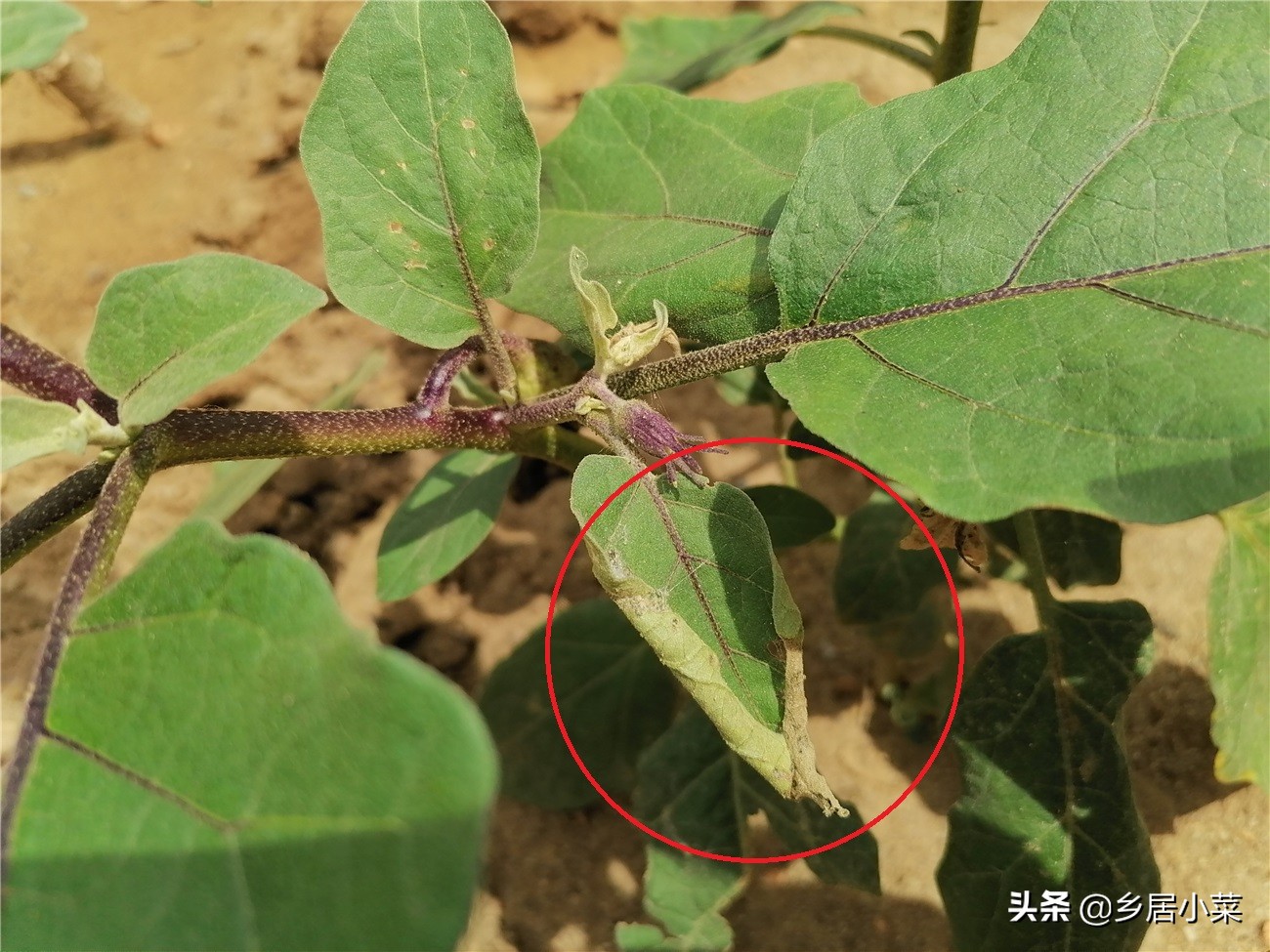 茄子叶片有小虫,茄子卷叶的原因有什么解决方法