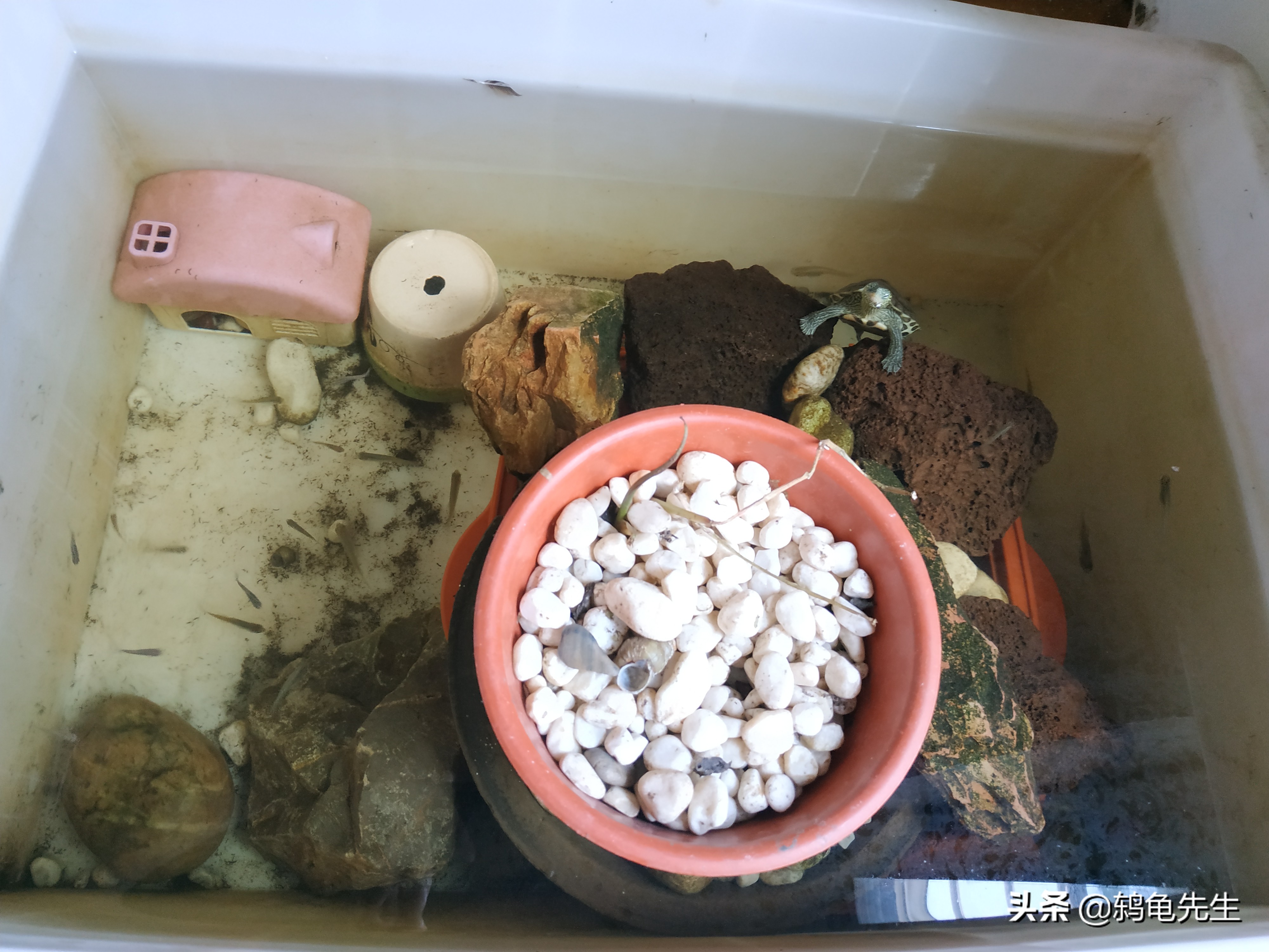 养龟到底多换水还是少换水,养龟多久换一次水比较好