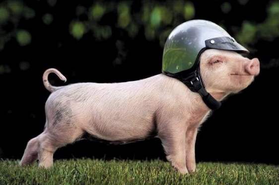 面对30块钱的猪肉你犹豫半天，面对30000的房价你连眼都不眨一下