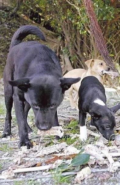 河北保定女童被2恶犬咬死，教你遇到恶犬咬人如何自救和救人