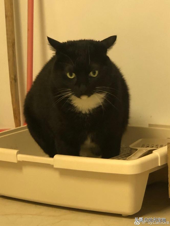 铲屎官的真相,铲屎官养了四只一模一样的猫