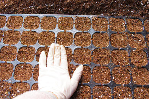 鑺辨埧濮戝澶氳倝閰嶅湡,鑺辨埧濮戝鐜夐湶澶氳倝