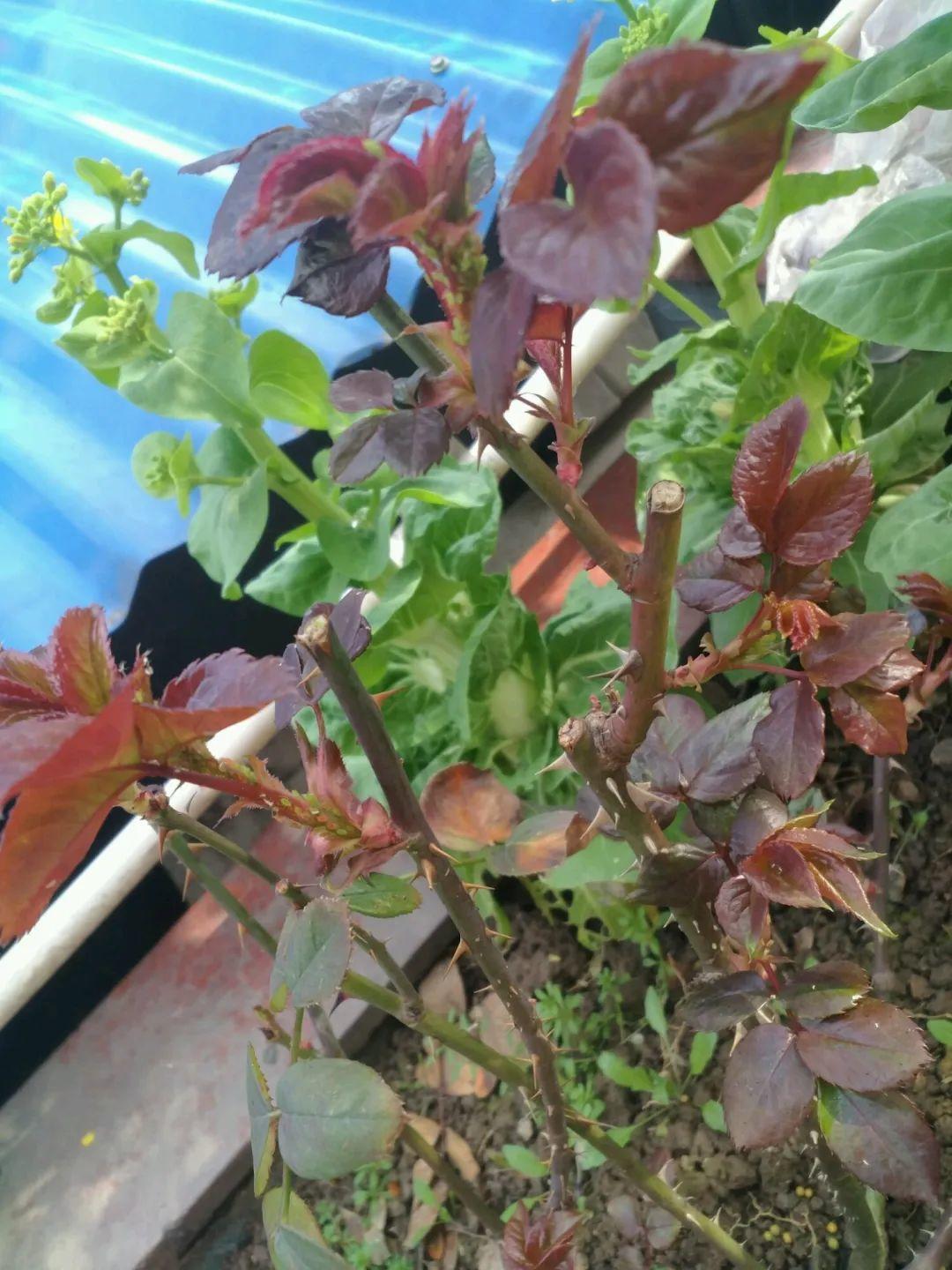 厨房里的养花神器,厨房适合养花的肥料