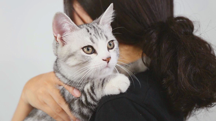 铲屎官错误抱猫被排斥，学会三种正确姿势，主人不再担心被抓伤！