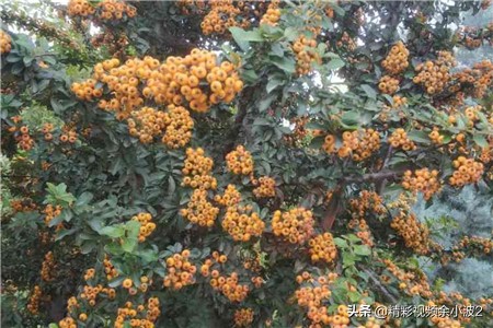 盆栽沙棘叶蔫了怎么回事,沙棘干枯是什么原因