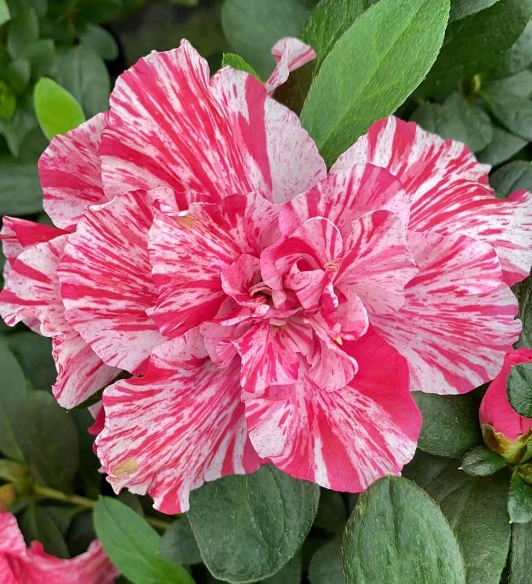 杜鹃花一直发黑还能缓过来吗,杜鹃花家里养护应该注意什么