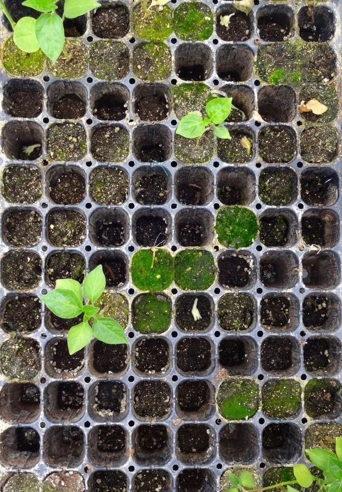 育苗种子如何选种,最简单培育优良的种子