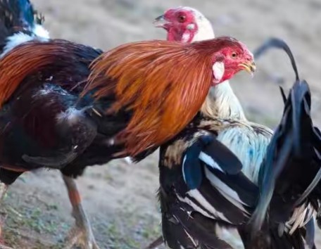 唐朝人的娱乐,古代人没有网络都是怎么玩的